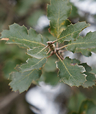 California scrub oak